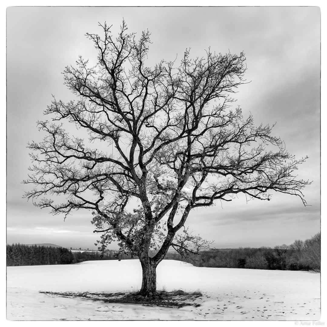 Meilensteine der Gestrüppphotographie