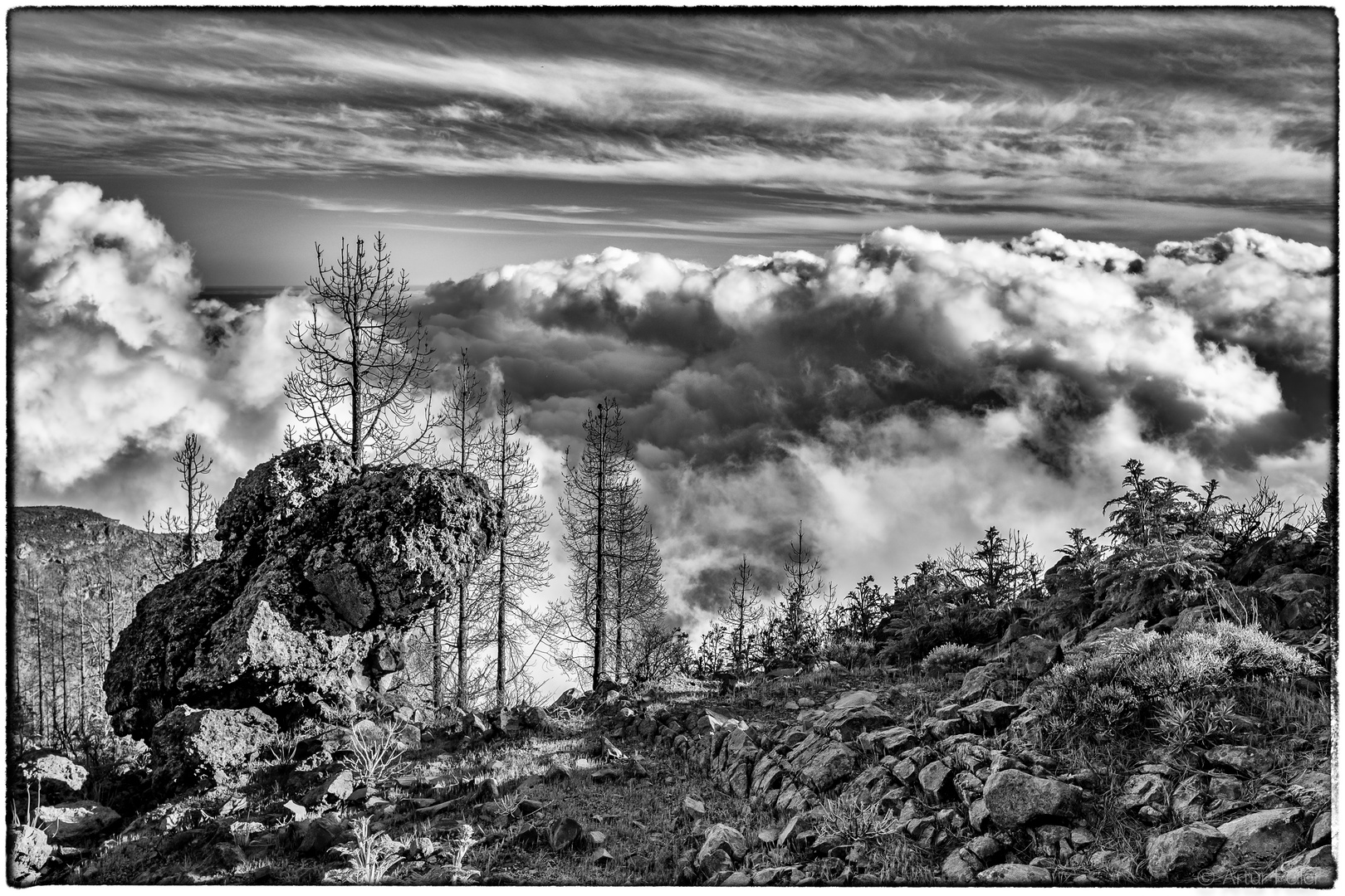 Meilensteine der Gestrüppphotographie