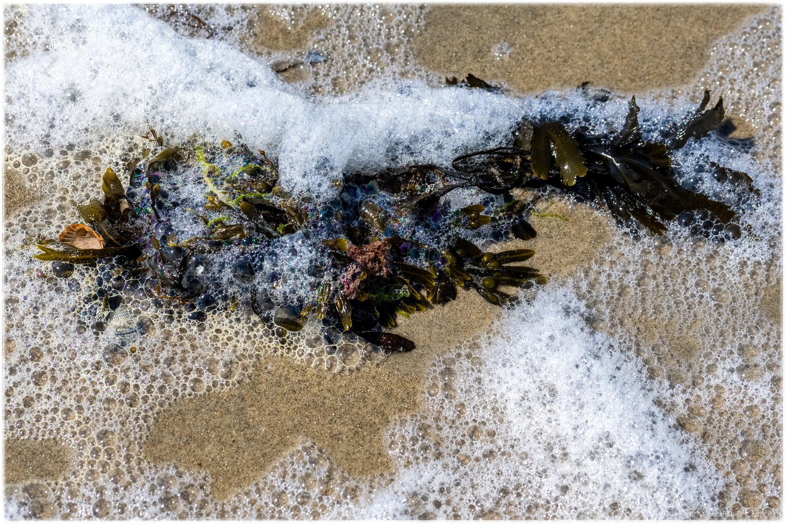 Meilensteine der Gestrüppphotographie