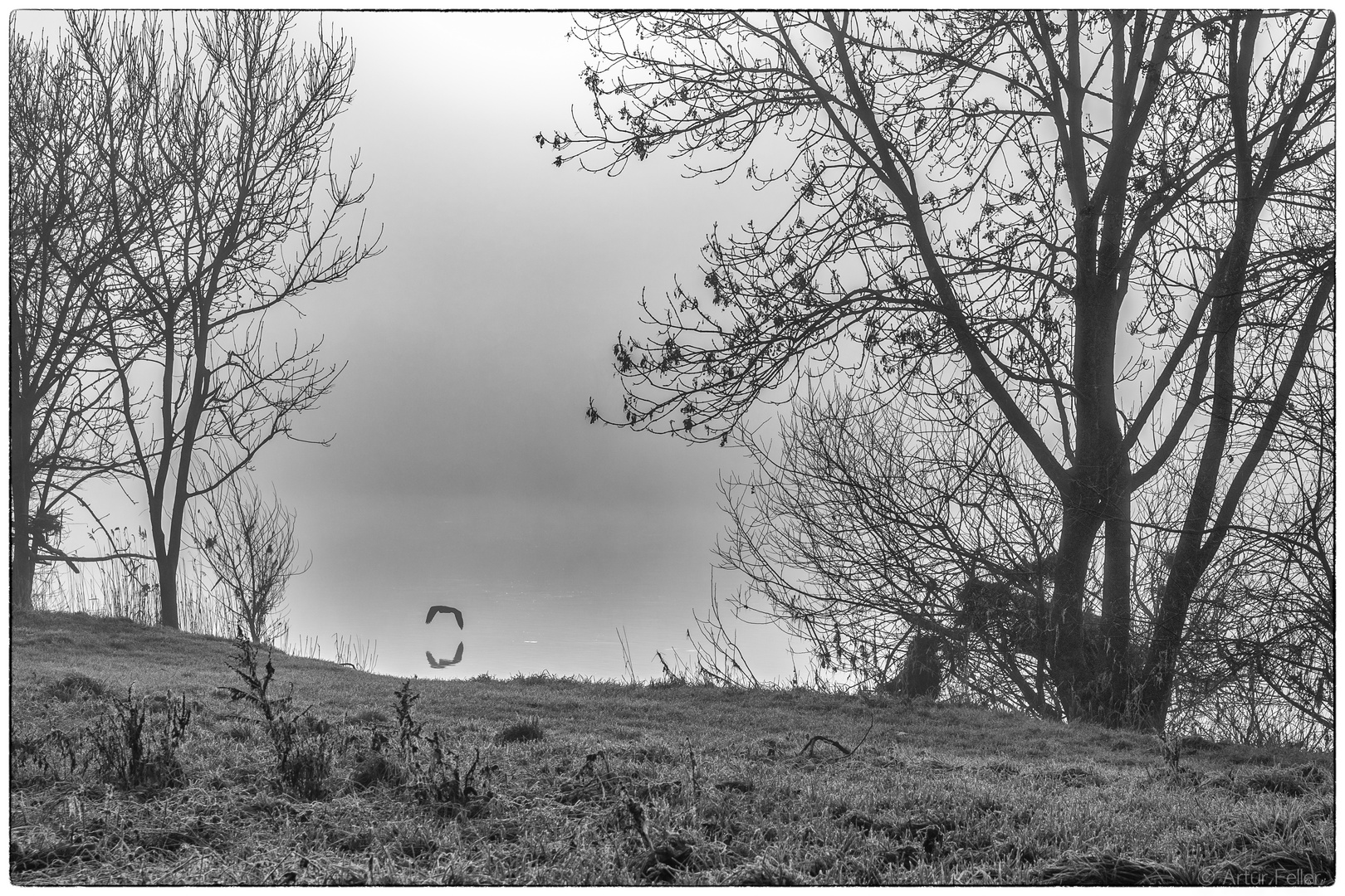 Meilensteine der Gestrüppphotographie