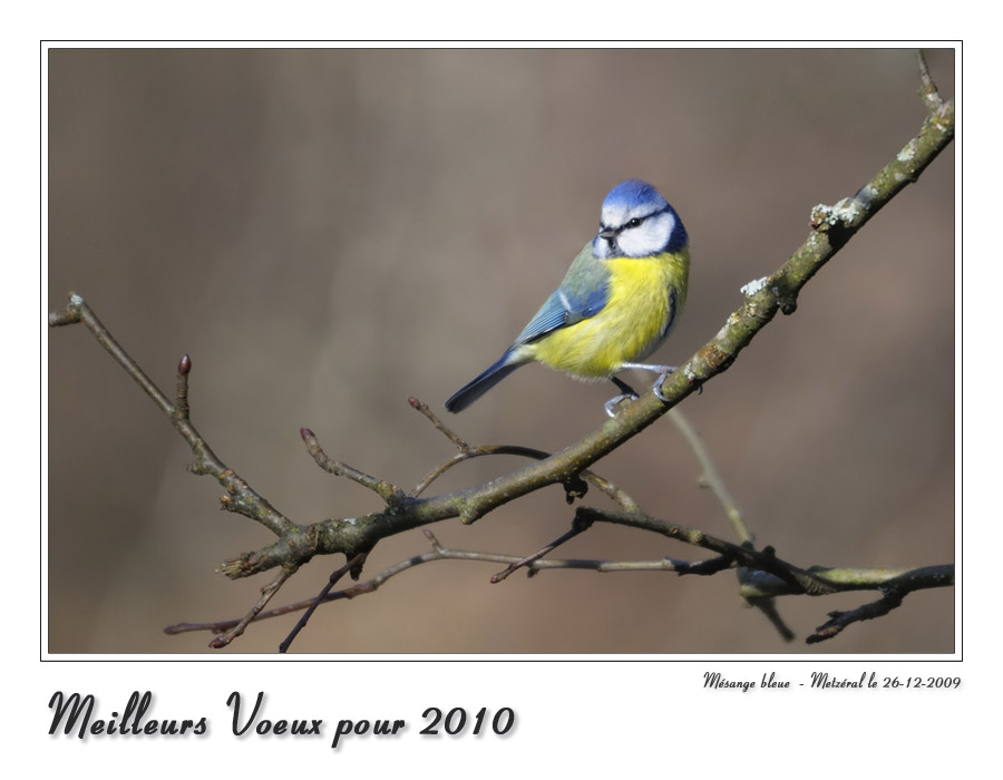 Meilleurs voeux pour la nouvelle année