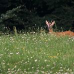 "Mein 08/15 - Bock"