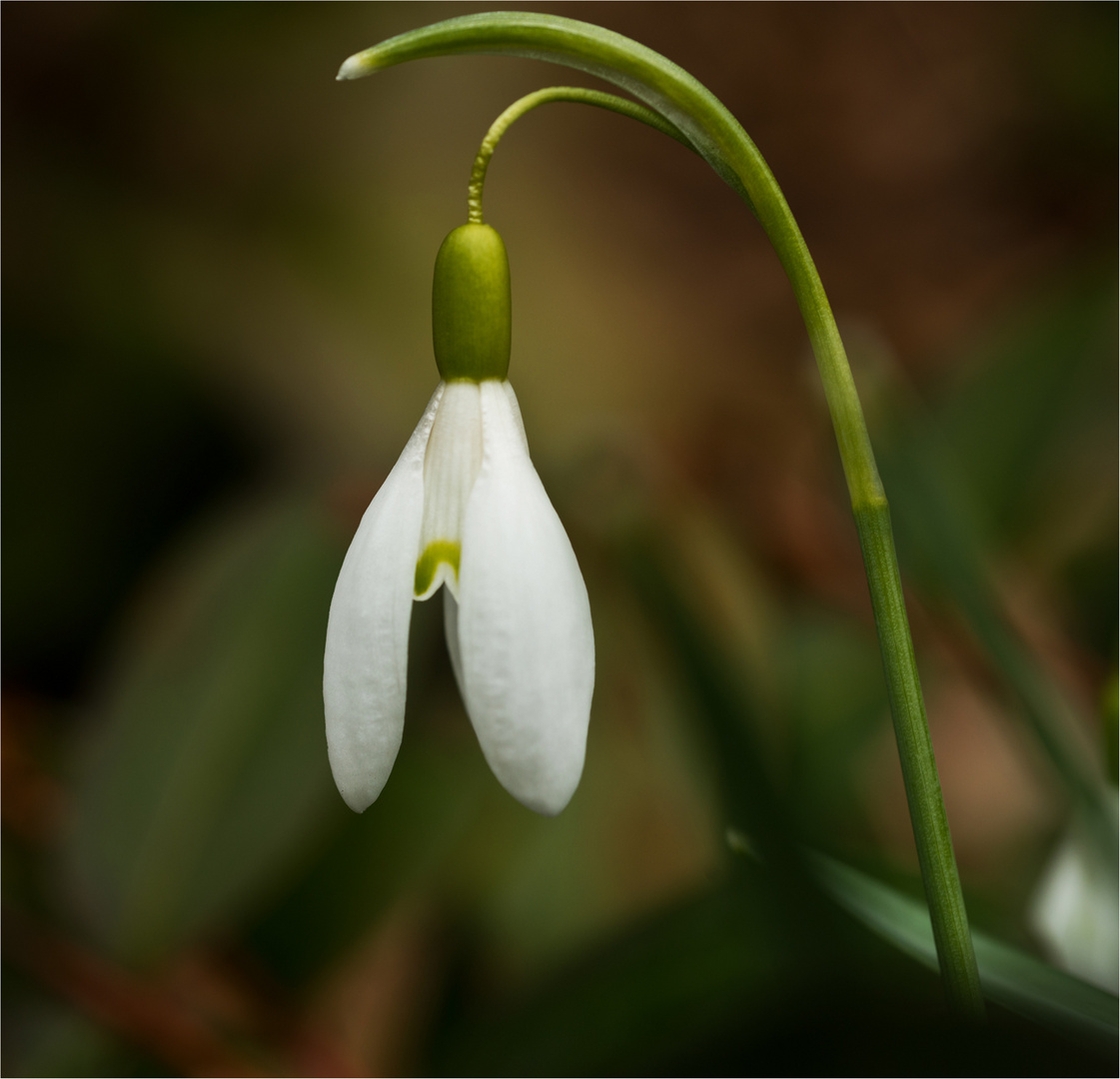 Mein 1. Blümchen