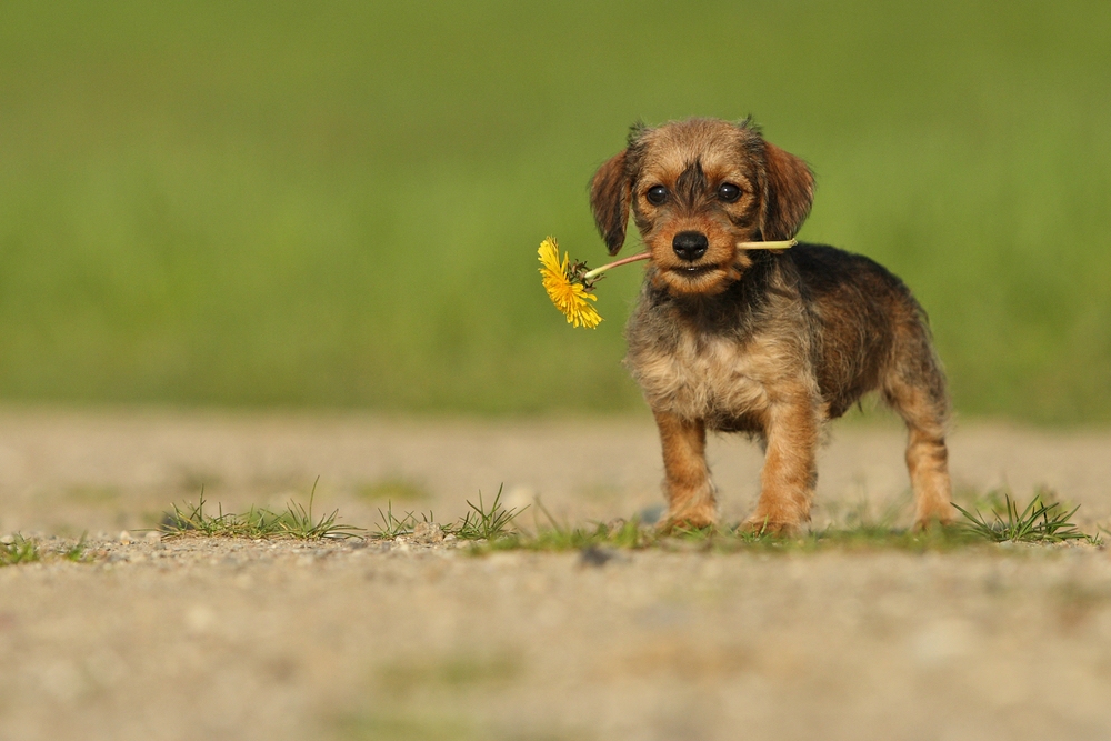 Mein 1. Enkelhund ;-)