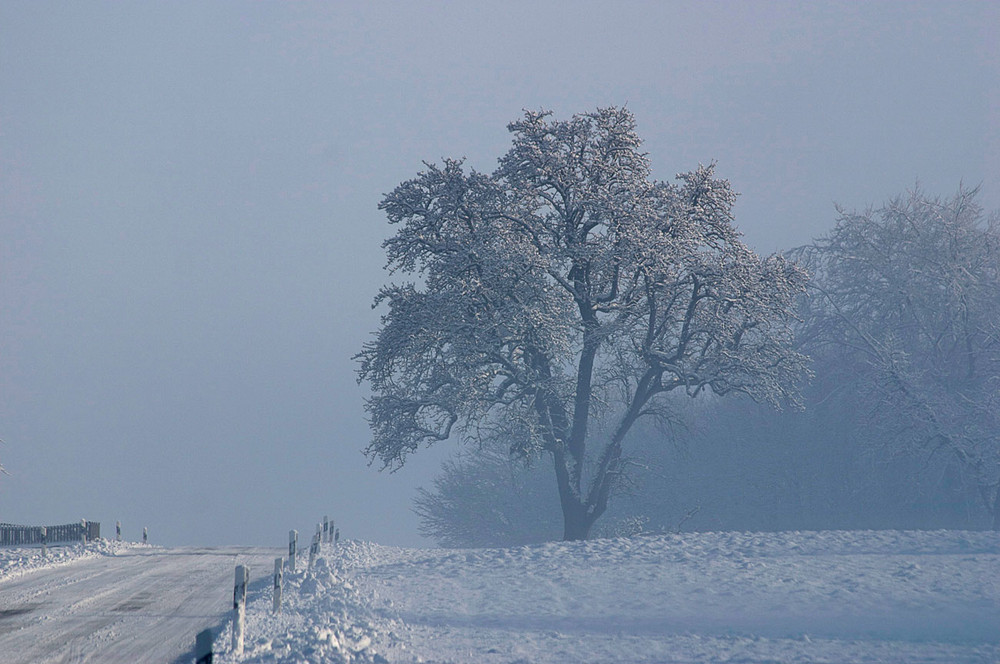 Mein 1. Foto 2009