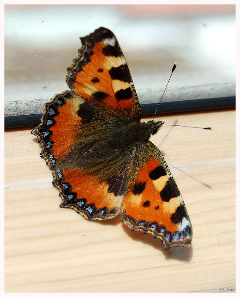 Mein 1. Schmetterling (1)