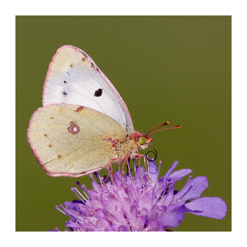 Mein 1. Schmetterling