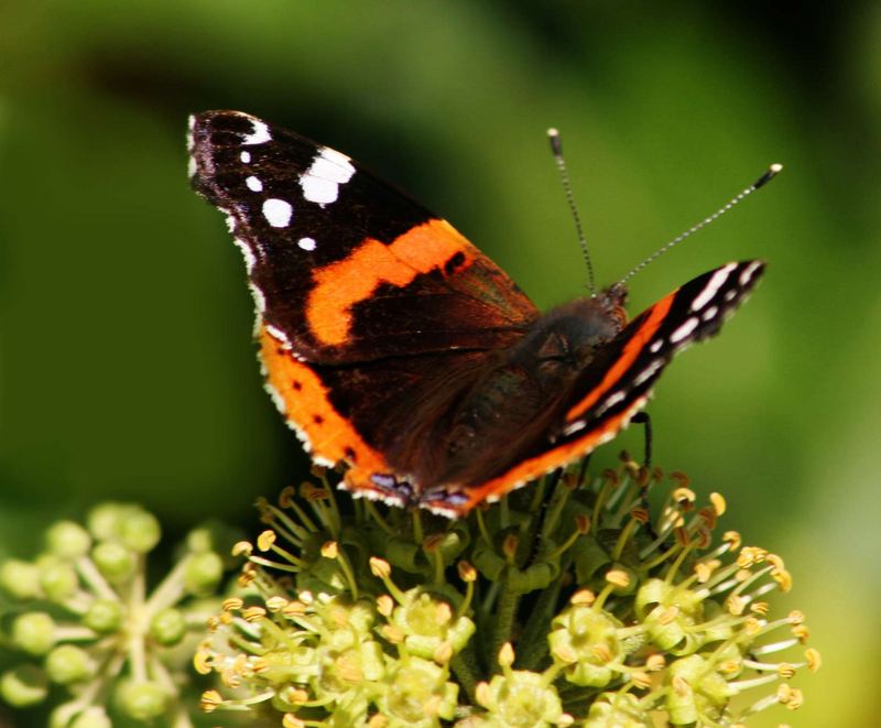 Mein 1. Schmetterling