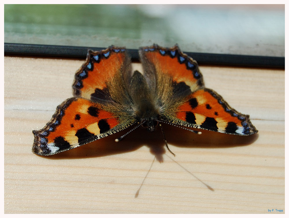 Mein 1. Schmetterling (2)