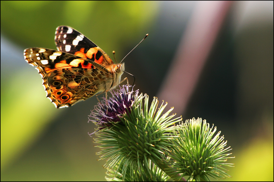 ~~~ Mein 1. Schmetterling ~~~