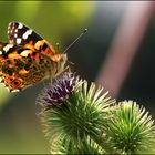 ~~~ Mein 1. Schmetterling ~~~