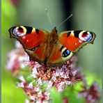 . . . mein 1. Schmetterling -