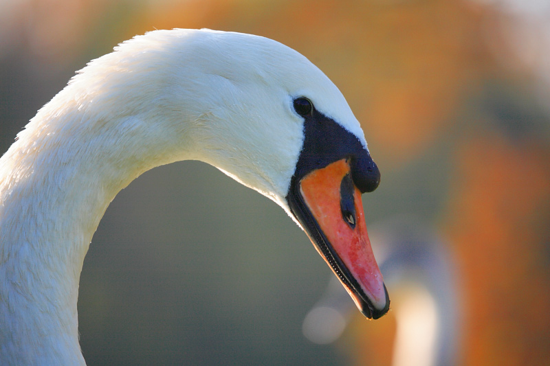 mein 1. Schwan