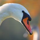 mein 1. Schwan