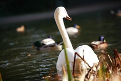 mein 2. Schwan gesehen bei Aschaffenburg