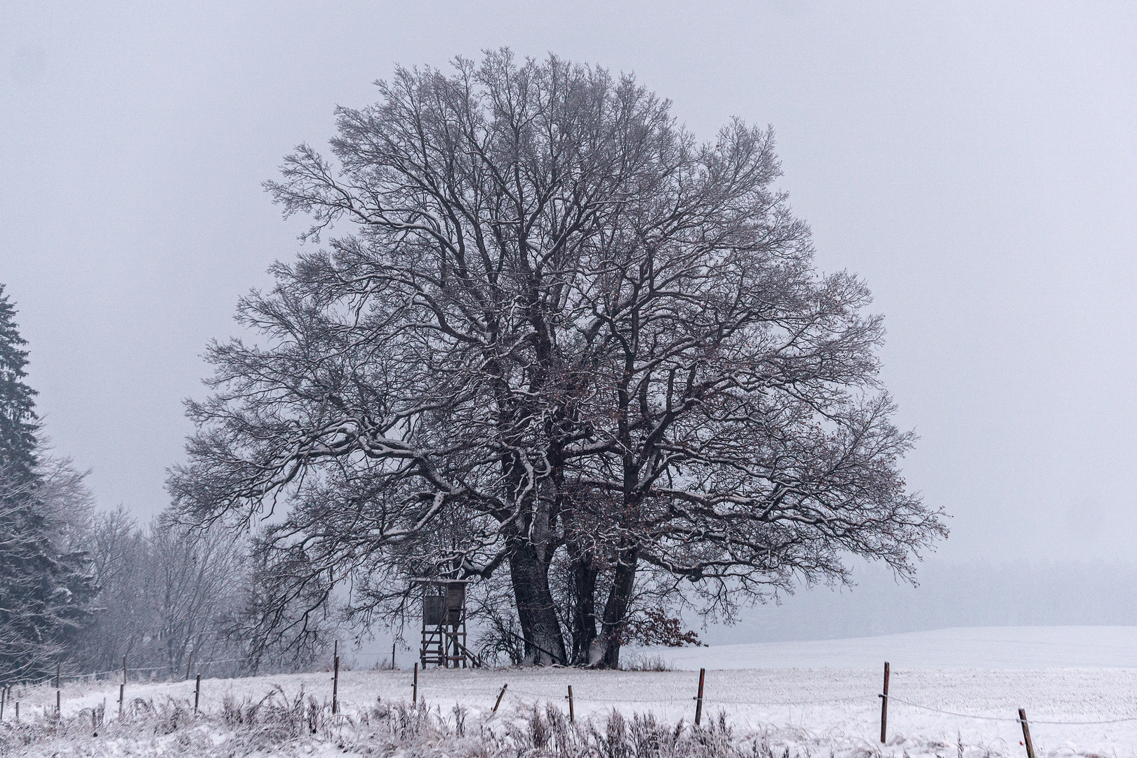 Mein 4-Jahreszeiten-Baum