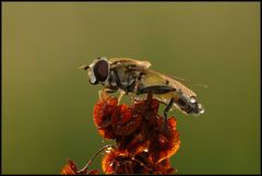 Mein 50. Upload: Mal wieder eine Schwebfliege