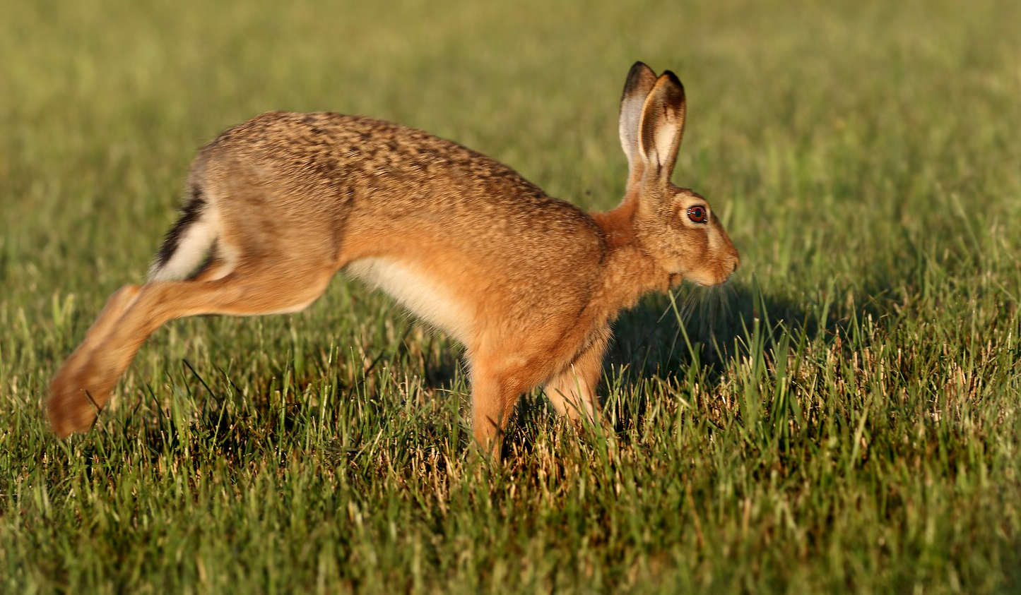 "Mein Abend - Hasi"