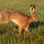 "Mein Abend - Hasi"