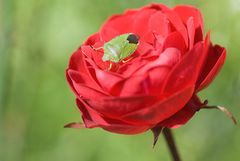 Mein Abschied vom Garten