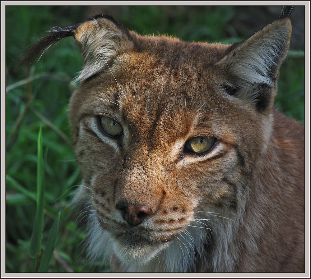 mein absoluter Favorit: der Luchs !