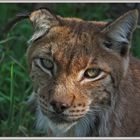 mein absoluter Favorit: der Luchs !