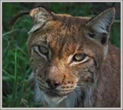 mein absoluter Favorit: der Luchs !