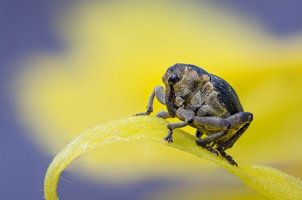 "Mein absoluter Liebling......"