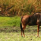 Mein Afrika: Gnu's