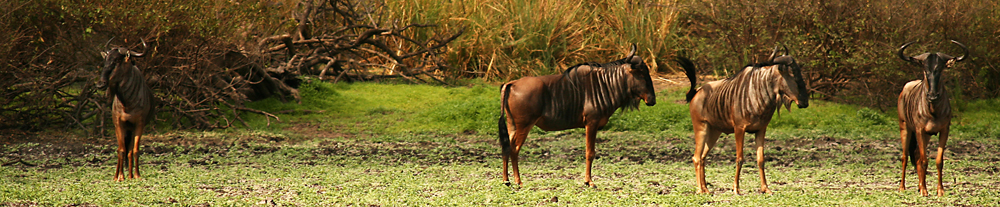 Mein Afrika: Gnu's