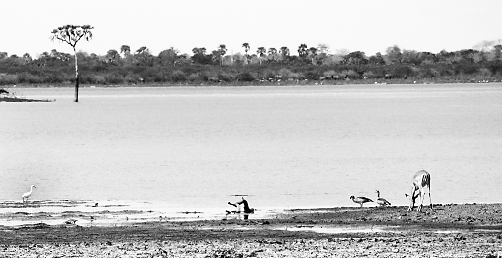 Mein Afrika: Impala am See