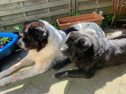 Mein Akita-Labrador-Australien-Sheppard Mix Tama und unser Landseer Rüde Atlas  ( 8 Jahre )