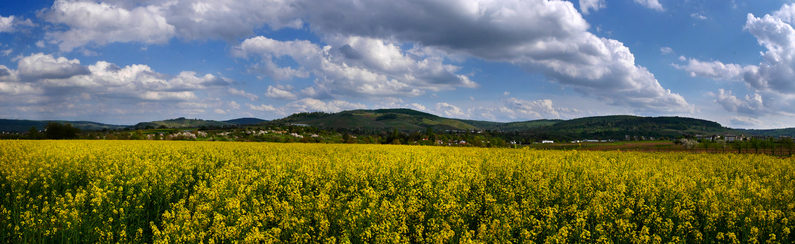 Mein aktuelles Lieblingsrapsfeld