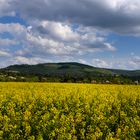 Mein aktuelles Lieblingsrapsfeld