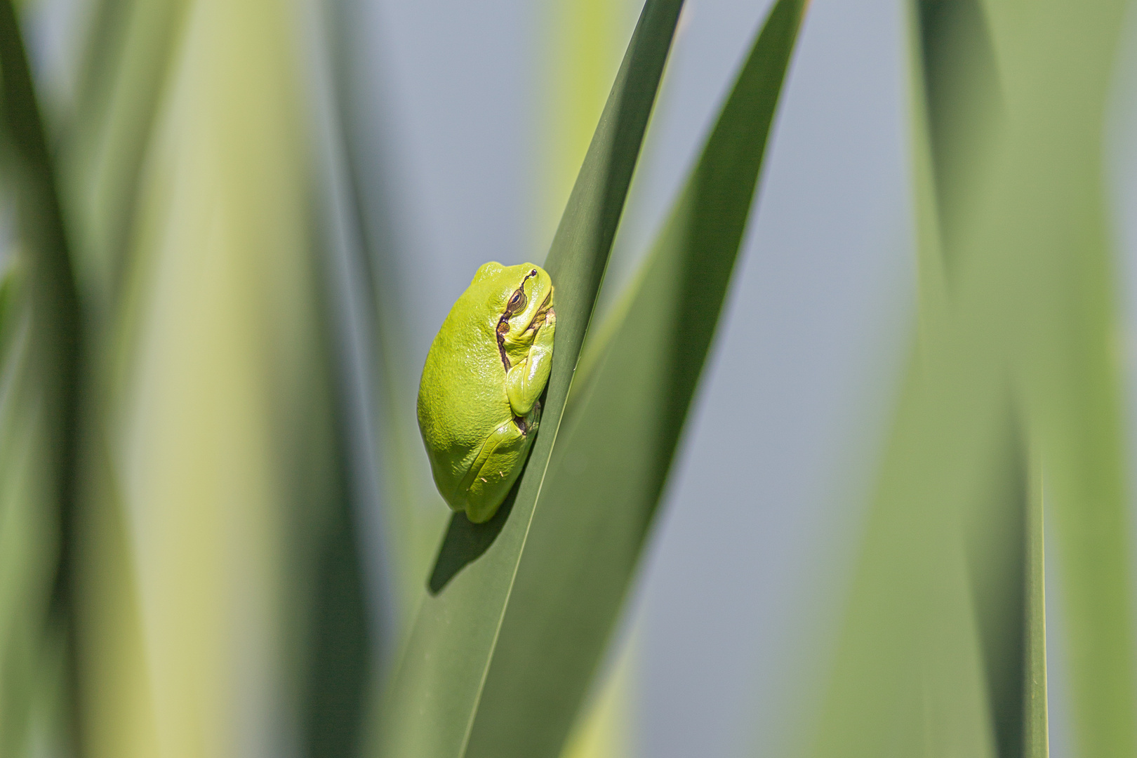 *Mein aller 1ter Laubfrosch*