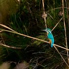 mein aller erster Kingfisher (Weibchen)