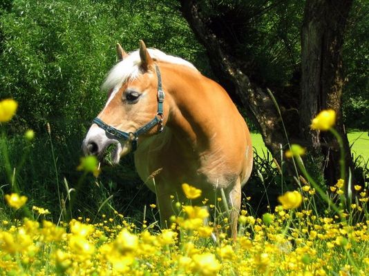 Mein allererster Photoshop-Versuch...