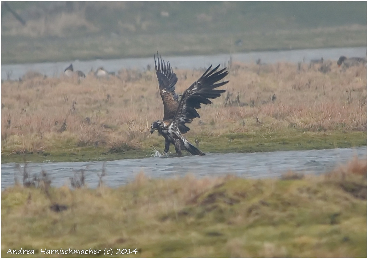 Mein allererster Seeadler