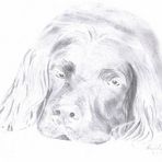 Mein allererstes Hundeportrait!