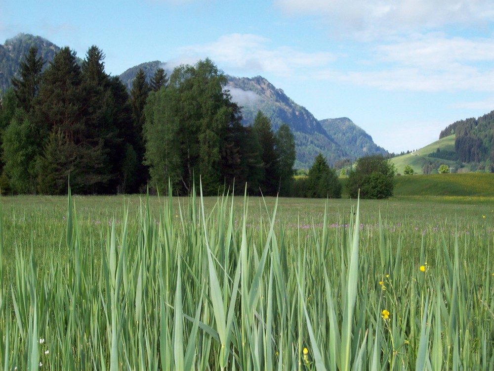 Mein Allgäu