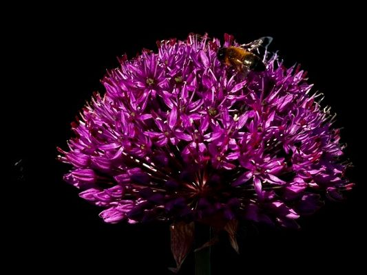 Mein Allium blüht schön und wird eifrig besucht....