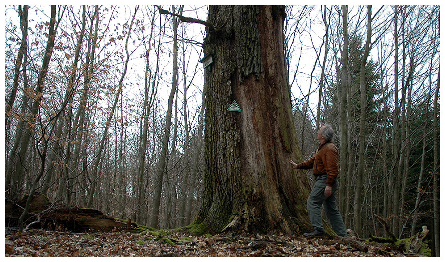 Mein alter Baum