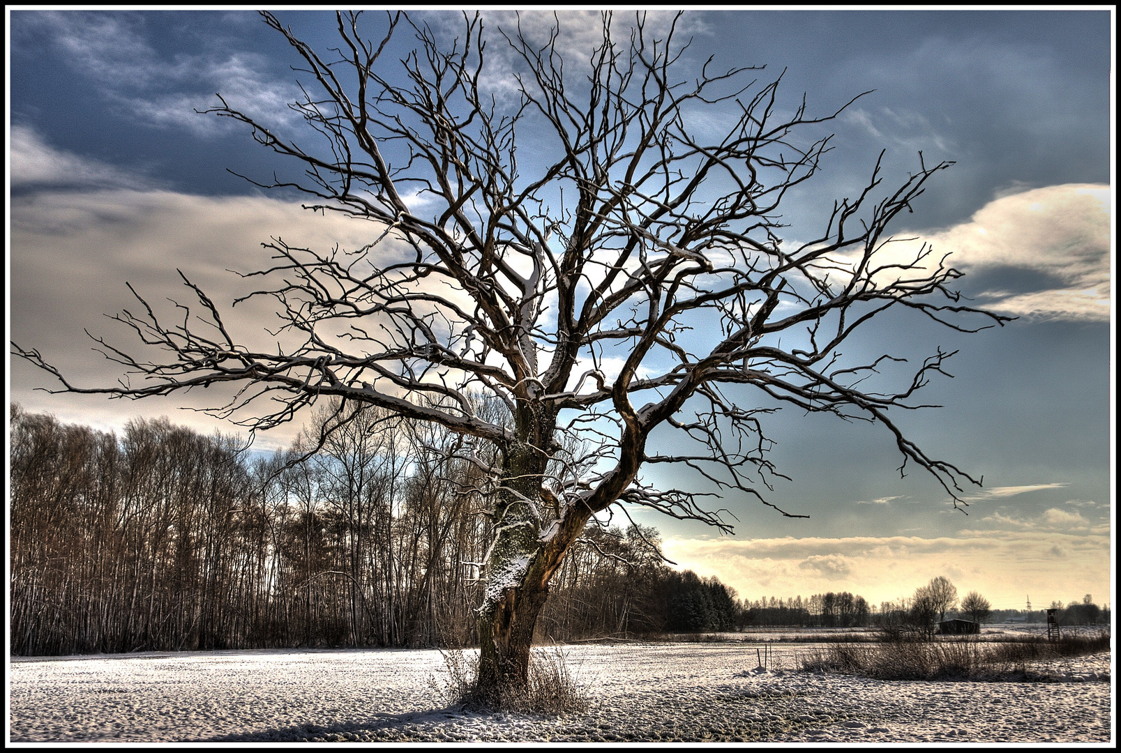 Mein alter Baum voller Würde