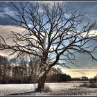 Mein alter Baum voller Würde