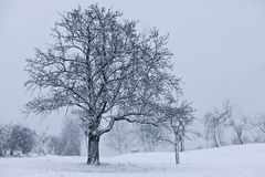 'mein' alter Birnbaum - 1 - es schneit....