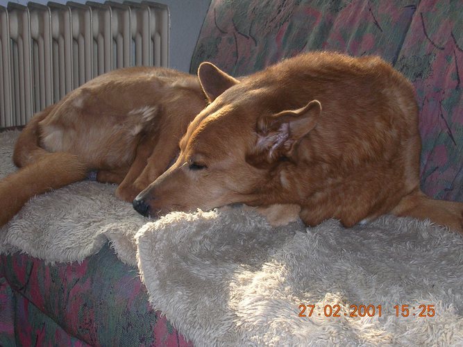 Mein alter braver Hund (16 Jahre)