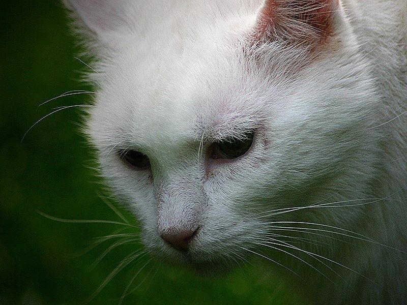 mein alter kater