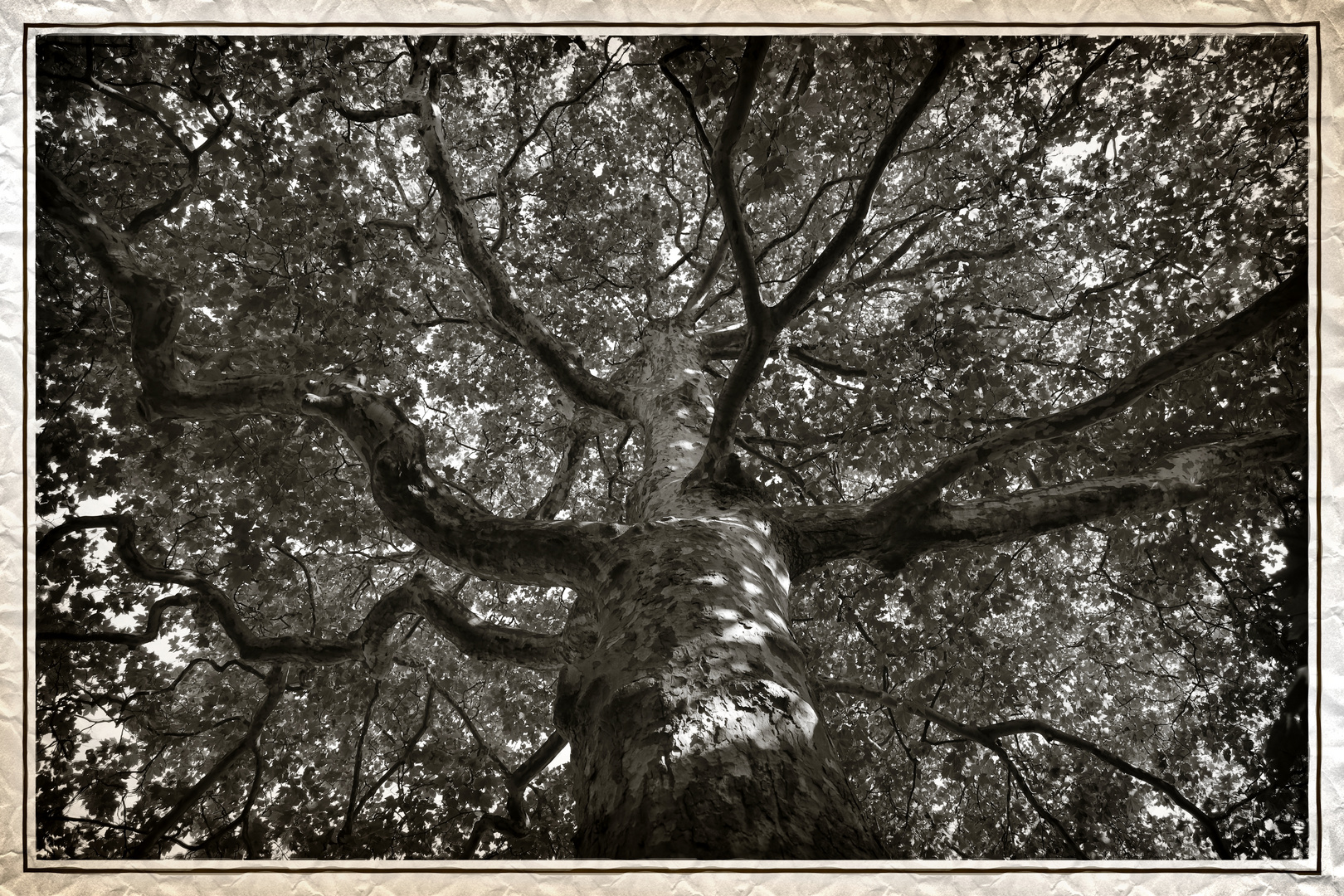 mein alter Kletter-Baum aus Kindertagen  -  my old climbing tree from childhood days