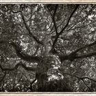 mein alter Kletter-Baum aus Kindertagen  -  my old climbing tree from childhood days