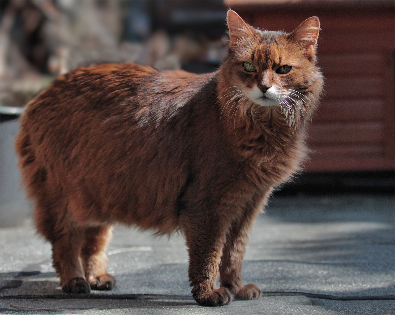 Mein alter Opa Spunky (fast 17 Jahre alt) ....